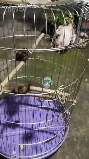 Chim chào mào trống con. Mua bán Chim tại Quận 12 Tp Hồ Chí Minh được đăng bởi Binh Nguyen hình 1