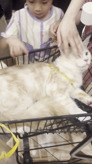 Mainecoon x Anh. Mua bán Mèo tại Quận Cầu Giấy Hà Nội được đăng bởi My My hình 1