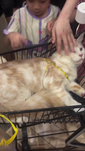 Mainecoon x Anh. Mua bán Mèo tại Quận Cầu Giấy Hà Nội được đăng bởi My My hình 1