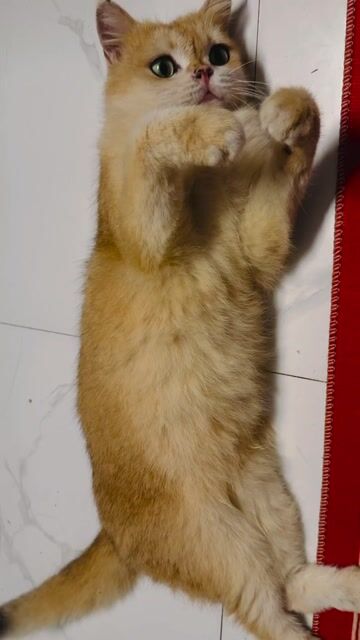 Mèo Golden Ny12 đã tiêm. Mua bán Mèo tại Quận Hai Bà Trưng Hà Nội được đăng bởi An hình 1