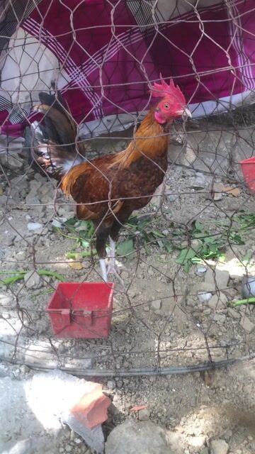 Gà Nâu đỏ 1.3kg Đực. Mua bán Gà tại Thành phố Bà Rịa Bà Rịa - Vũng Tàu được đăng bởi Penalty hình 1