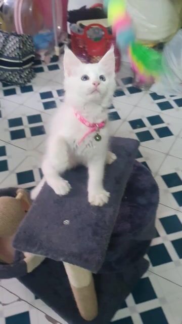 Mèo Maine Coon. Mua bán Mèo tại Quận Thanh Xuân Hà Nội được đăng bởi Trà My hình 1