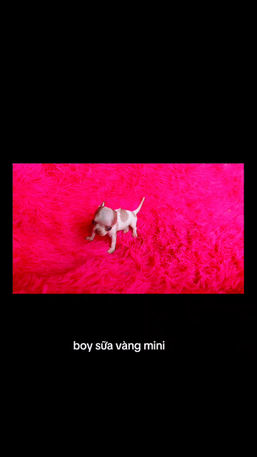 Chó Chihuahua đực Mini bò sữa vàng 2 tháng. Mua bán Chó tại undefined Tp Hồ Chí Minh được đăng bởi ZoZo House Chihuahua hình 1
