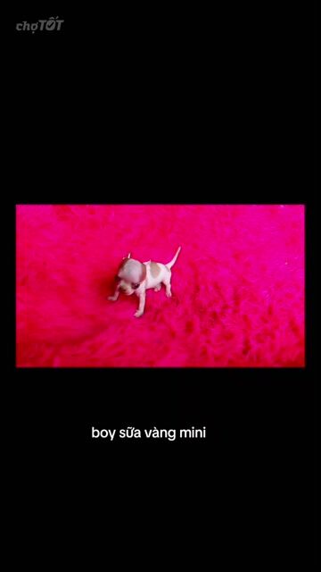 Chó Chihuahua đực Mini bò sữa vàng 2 tháng. Mua bán Chó tại undefined Tp Hồ Chí Minh được đăng bởi ZoZo House Chihuahua hình 1