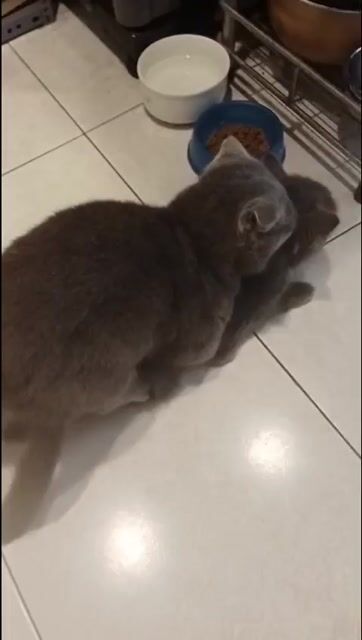Mèo tai cụp Xám lông mềm mượt. Mua bán Mèo tại Huyện Gia Lâm Hà Nội được đăng bởi Trần Văn Phương  hình 1