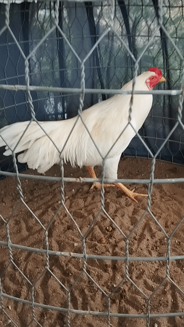 cặp úa con 2kg8.con 2kg7. tay dữ.. Mua bán Gà tại Thành phố Vị Thanh Hậu Giang được đăng bởi Nguyên đăng khoa hình 1