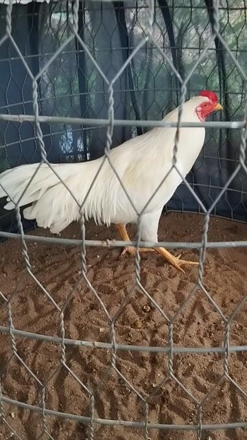cặp úa con 2kg8.con 2kg7. tay dữ.. Mua bán Gà tại Thành phố Vị Thanh Hậu Giang được đăng bởi Nguyên đăng khoa hình 1