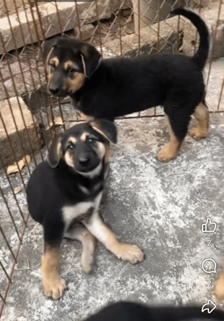 Chó Becgie Nga . Mua bán Chó tại Quận 10 Tp Hồ Chí Minh được đăng bởi Penta Store hình 1