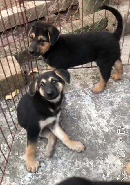 Chó Becgie Nga . Mua bán Chó tại Quận 10 Tp Hồ Chí Minh được đăng bởi Penta Store hình 1