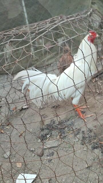 bướm aisl mỹ trạng 3kg. Mua bán Gà tại Huyện Vĩnh Thạnh Cần Thơ được đăng bởi gà đá cần thơ hình 1