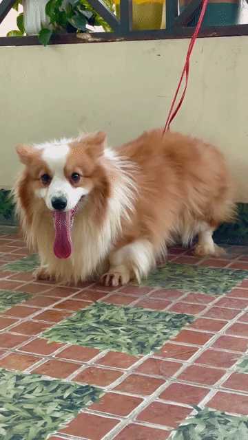 Chó Corgi đực giống lông dài. Mua bán Chó tại Quận Nam Từ Liêm Hà Nội được đăng bởi bé sún hình 1
