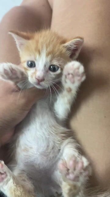 mèo cam lai ald có clip. Mua bán Mèo tại Quận Gò Vấp Tp Hồ Chí Minh được đăng bởi Ngọc hình 1