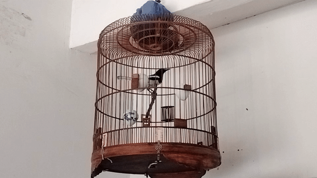 Chim trống màu Đen trắng. Mua bán Chim tại Huyện Cần Giuộc Long An được đăng bởi Luu Van Vinh hình 1