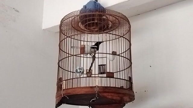 Chim trống màu Đen trắng. Mua bán Chim tại Huyện Cần Giuộc Long An được đăng bởi Luu Van Vinh hình 1