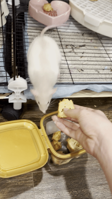 Dumbo Rat Blue Grey. Mua bán Thú cưng khác tại Quận Tây Hồ Hà Nội được đăng bởi Phạm Khánh Linh hình 1