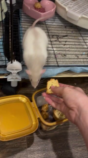 Dumbo Rat Blue Grey. Mua bán Thú cưng khác tại Quận Tây Hồ Hà Nội được đăng bởi Phạm Khánh Linh hình 1