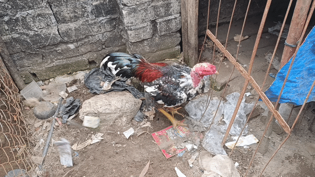 mơ vảy khai vương. Mua bán Gà tại Huyện Bình Giang Hải Dương được đăng bởi khanh hình 1