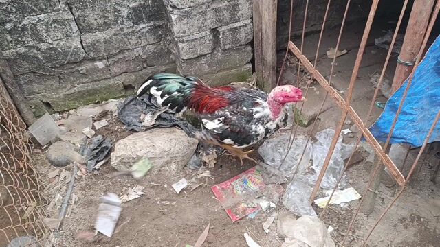 mơ vảy khai vương. Mua bán Gà tại Huyện Bình Giang Hải Dương được đăng bởi khanh hình 1
