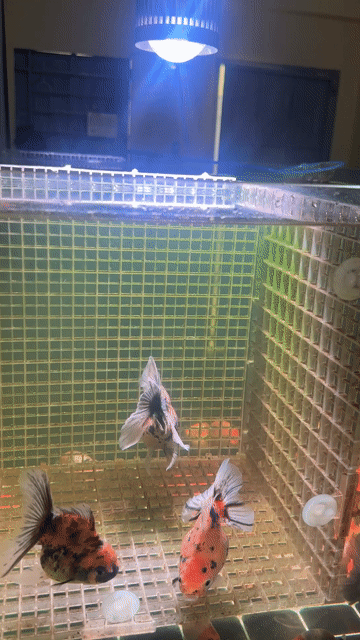oranda đuôi trung. Mua bán Thú cưng khác tại Thành phố Thủ Đức Tp Hồ Chí Minh được đăng bởi Tys hình 1