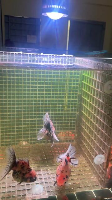 oranda đuôi trung. Mua bán Thú cưng khác tại Thành phố Thủ Đức Tp Hồ Chí Minh được đăng bởi Tys hình 1