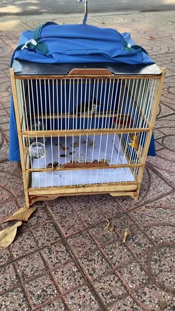 bận nên thanh lý chào mào gốc an lão bình định. Mua bán Chim tại Thành phố Vũng Tàu Bà Rịa - Vũng Tàu được đăng bởi tien hình 1