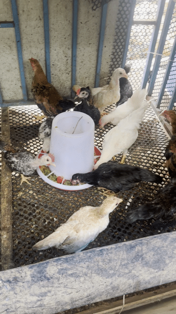 Gà tre giống 3 tháng. Mua bán Gà tại Thành phố Thủ Đức Tp Hồ Chí Minh được đăng bởi Anh Vũ hình 1