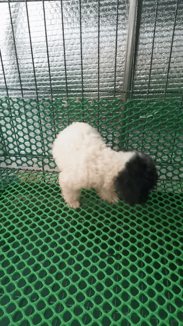 poodle Tinycup nhà nuôi . Mua bán Chó tại Thành phố Dĩ An Bình Dương được đăng bởi Poodle vũ  hình 1