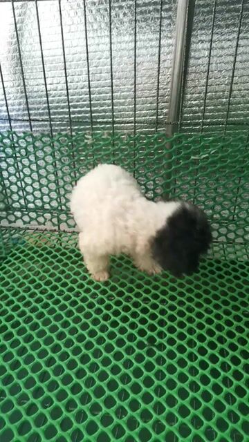 poodle Tinycup nhà nuôi . Mua bán Chó tại Thành phố Dĩ An Bình Dương được đăng bởi Poodle vũ  hình 1