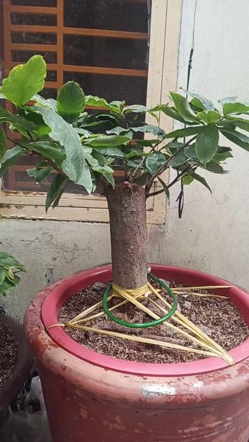 Mai Tứ Quý 40cm Già Mùa Có Chậu. Mua bán Cây cảnh, đồ trang trí tại Quận 8 Tp Hồ Chí Minh được đăng bởi tintin hình 1