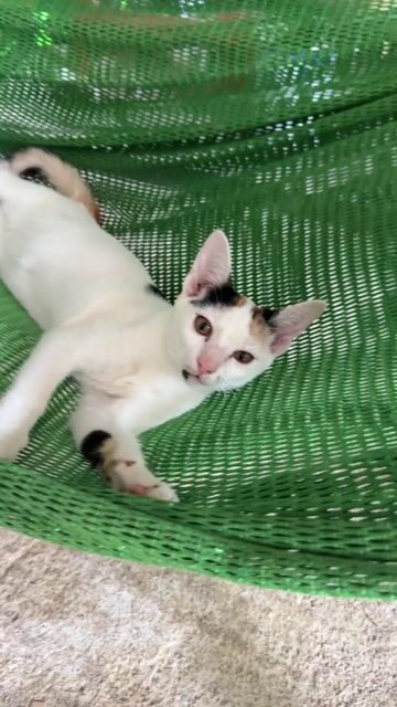 Mèo Tam thể cái 5 tháng tuổi. Mua bán Mèo tại Huyện Trảng Bom Đồng Nai được đăng bởi Trâm hình 1