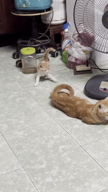 Mèo con 2 tháng. Mua bán Mèo tại Quận Thanh Xuân Hà Nội được đăng bởi Hưng hình 1