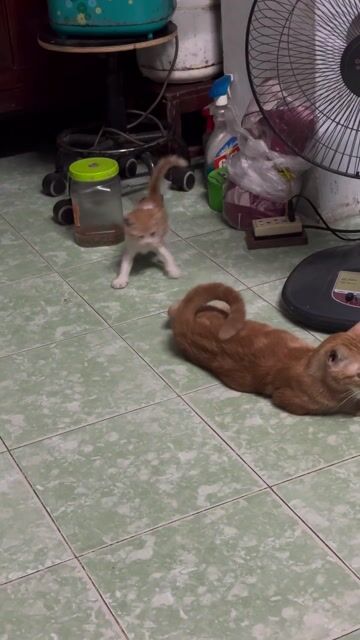 Mèo con 2 tháng. Mua bán Mèo tại Quận Thanh Xuân Hà Nội được đăng bởi Hưng hình 1