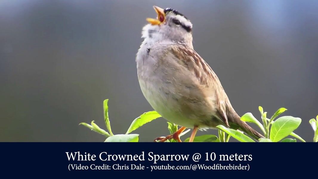 Bird song compilation