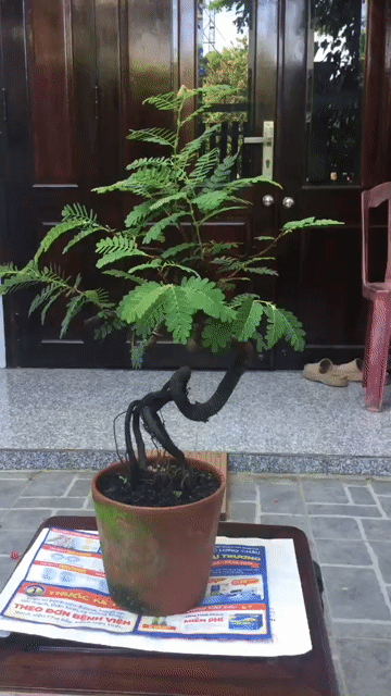 Cây cảnh Cây me Bonsai bàn trà. Mua bán Cây cảnh, đồ trang trí tại Quận Ngũ Hành Sơn Đà Nẵng được đăng bởi Quang Vu hình 1