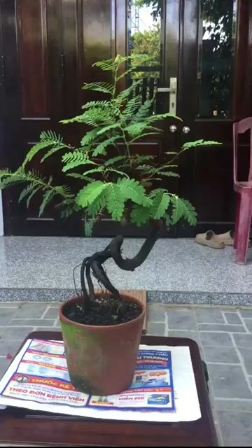 Cây cảnh Cây me Bonsai bàn trà. Mua bán Cây cảnh, đồ trang trí tại Quận Ngũ Hành Sơn Đà Nẵng được đăng bởi Quang Vu hình 1