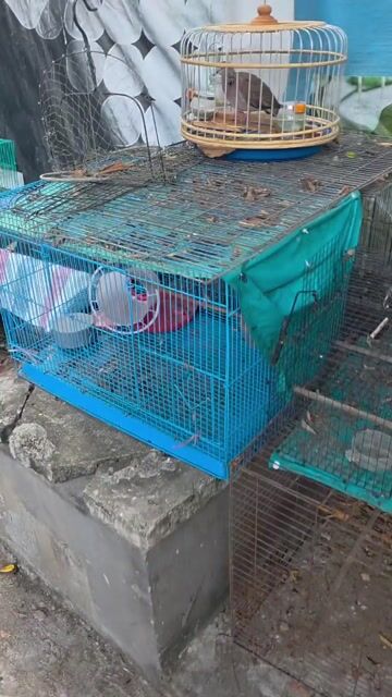 Chim Cu khách người tới là gáy. Mua bán Chim tại Quận Gò Vấp Tp Hồ Chí Minh được đăng bởi Tưởng Họa Mi  hình 1