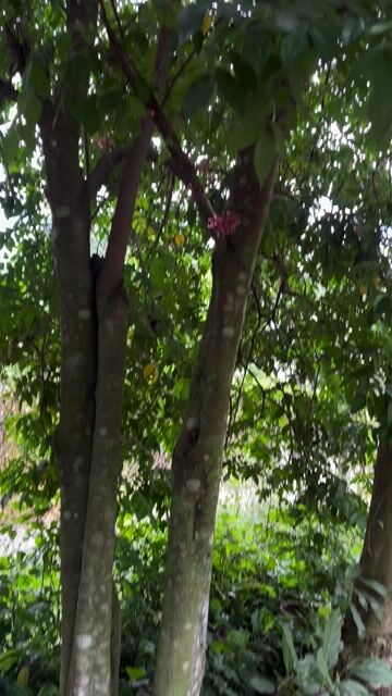 Cây khế chua 3 thân. Mua bán Cây cảnh, đồ trang trí tại Thị xã Bến Cát Bình Dương được đăng bởi kilu huỳnh hình 1