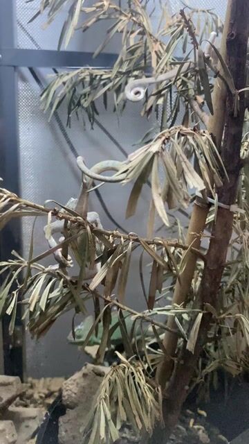 cả bộ chameleon TP.Tây Ninh. Mua bán Thú cưng khác tại Thành phố Tây Ninh Tây Ninh được đăng bởi Nguyễn Khải Hoàng hình 1