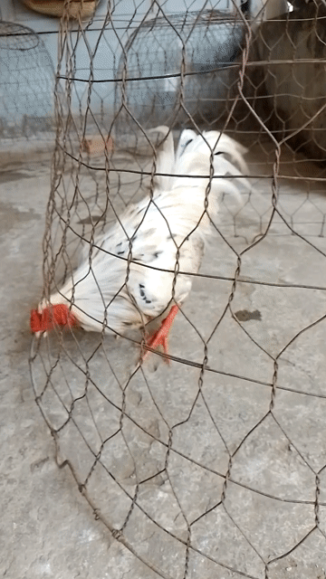 Gà chọi đực trắng gà tơ. Mua bán Gà tại Huyện Bình Đại Bến Tre được đăng bởi Vua Lông Vũ hình 1