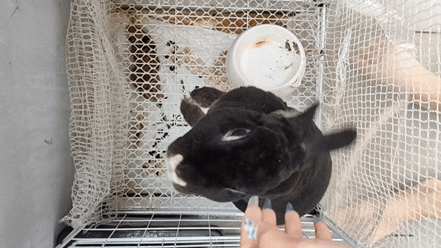 Thỏ Minirex đực 1 năm tuổi kèm chuồng. Mua bán Thú cưng khác tại Thành phố Thủ Đức Tp Hồ Chí Minh được đăng bởi Vy Tran hình 1