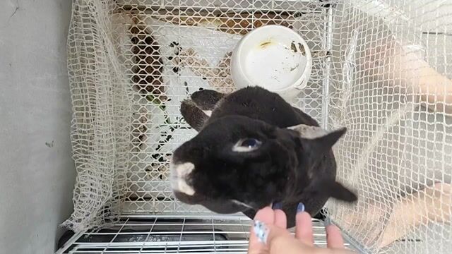 Thỏ Minirex đực 1 năm tuổi kèm chuồng. Mua bán Thú cưng khác tại Thành phố Thủ Đức Tp Hồ Chí Minh được đăng bởi Vy Tran hình 1