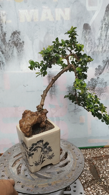 Cây cảnh Sam núi trái Văn nhân. Mua bán Cây cảnh, đồ trang trí tại Thị xã Tân Uyên Bình Dương được đăng bởi bonsai mini hình 1