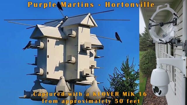 Purple Martins — Hortonville