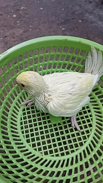 Chim Vẹt Ringneck Trắng Khỏe mạnh. Mua bán Chim tại Quận Tân Phú Tp Hồ Chí Minh được đăng bởi Tiger hình 1