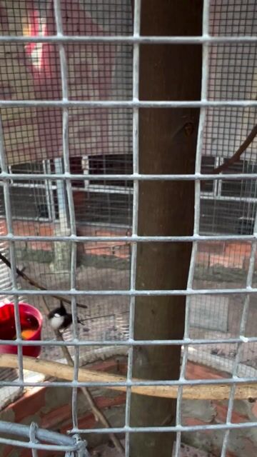 Chim chào mào khỏe mạnh. Mua bán Chim tại Huyện Hóc Môn Tp Hồ Chí Minh được đăng bởi Hiếu hình 1