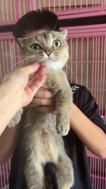 Mèo Golden chân lùn cụp 1.5 tuổi đã tiêm vacxin. Mua bán Mèo tại Quận Cẩm Lệ Đà Nẵng được đăng bởi Nguyễn Phụng Ny hình 1