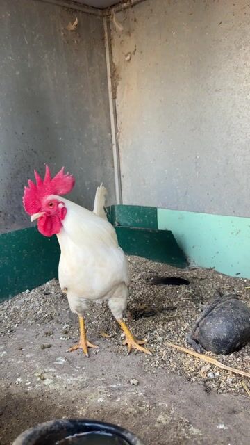 gà tre , gà tân châu  . ko có thời gian nuôi cần. Mua bán Gà tại Huyện Vũ Thư Thái Bình được đăng bởi cuong hình 1