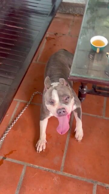 Chó Bully lớn xám trắng hơn 1 tuổi. Mua bán Chó tại Thành phố Bắc Ninh Bắc Ninh được đăng bởi yen hai hình 1