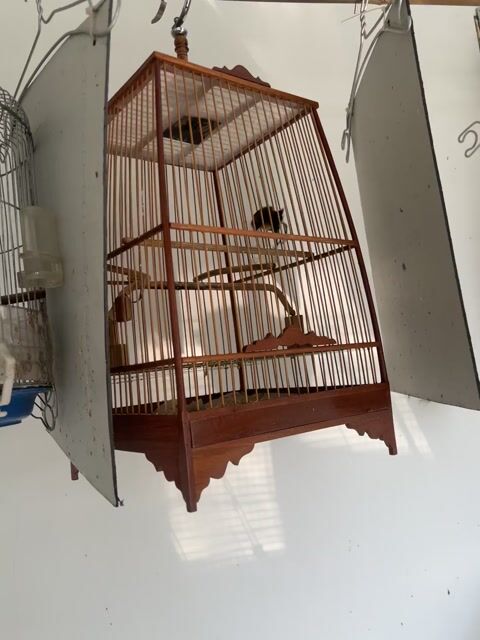 cần ra đi vài bộ chim 5 màu hoặc gl chào mào. Mua bán Chim tại Huyện Hóc Môn Tp Hồ Chí Minh được đăng bởi Thanh Phong hình 1