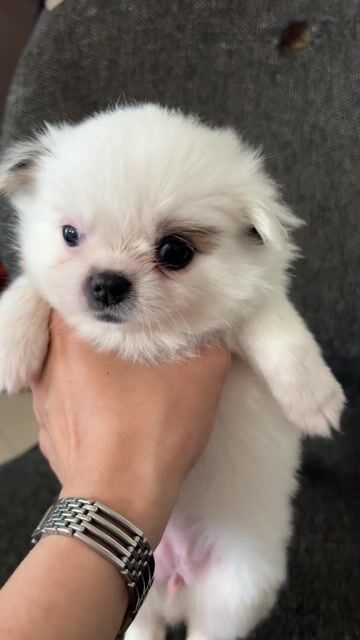 chó con lai phốc sóc. Mua bán Chó tại Huyện Thống Nhất Đồng Nai được đăng bởi ngọc lan hình 1